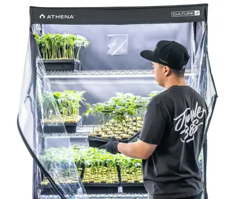 Athena VPDome 3